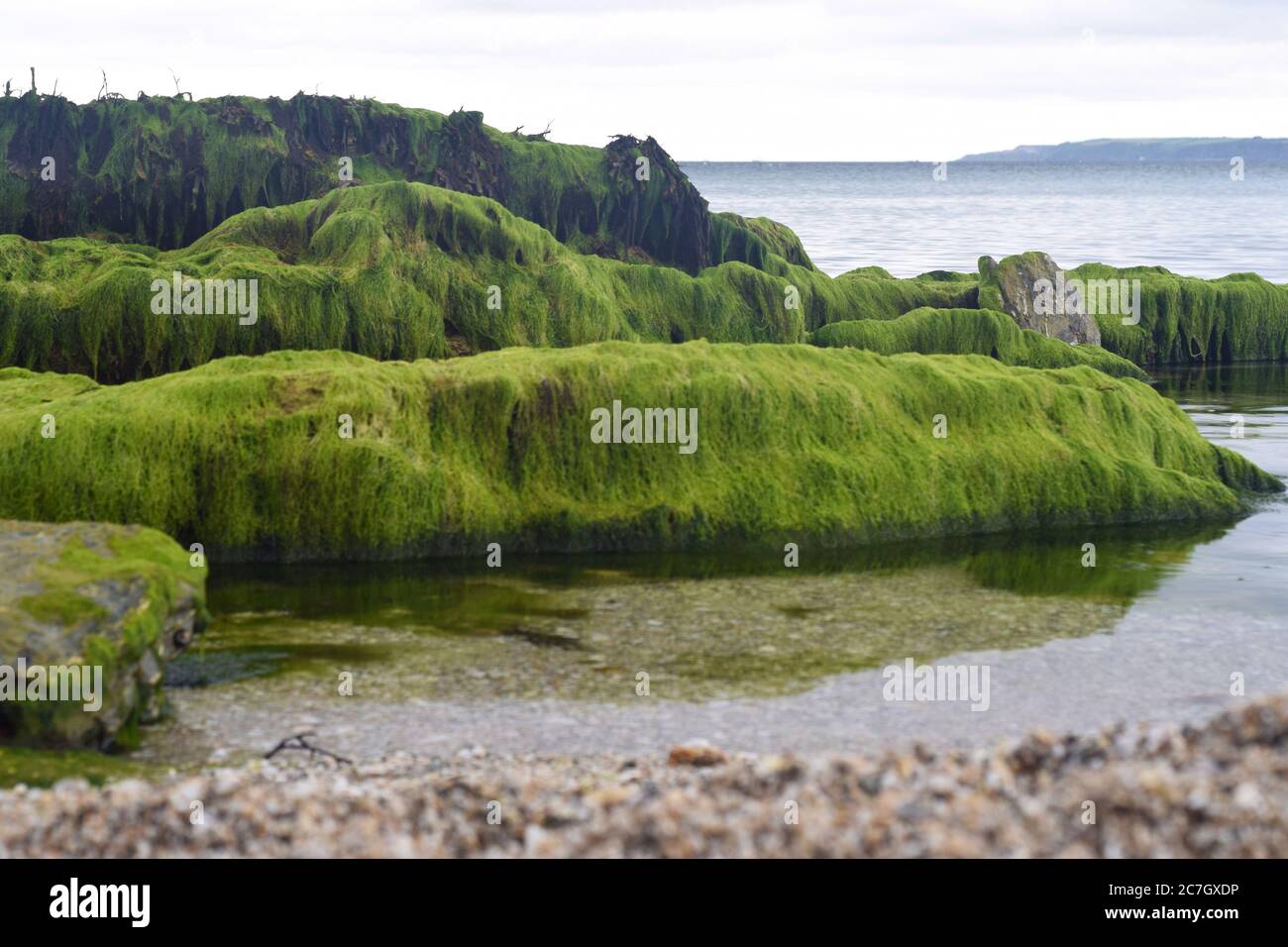 Felsen und Felsenpools, die bei Ebbe am Gyllyngvase Strand freigelegt werden Stockfoto