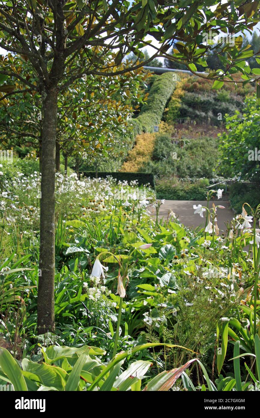 Blütenstände verschiedener weißer Blüten in der gemäßigten Zone des Eden Project in Cornwall in 2010 Stockfoto