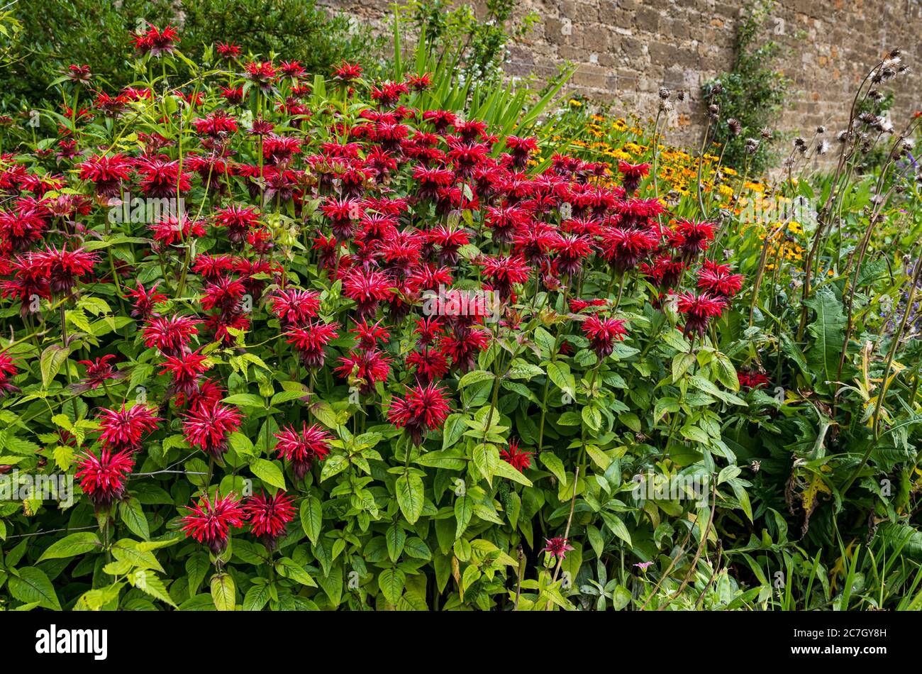 Bunte krautige Blumengrenze mit scharlachroten Bienenbalsam (Monarda didyma), Amisfield Walled Garden, Haddington, East Lothian, Schottland, UK Stockfoto