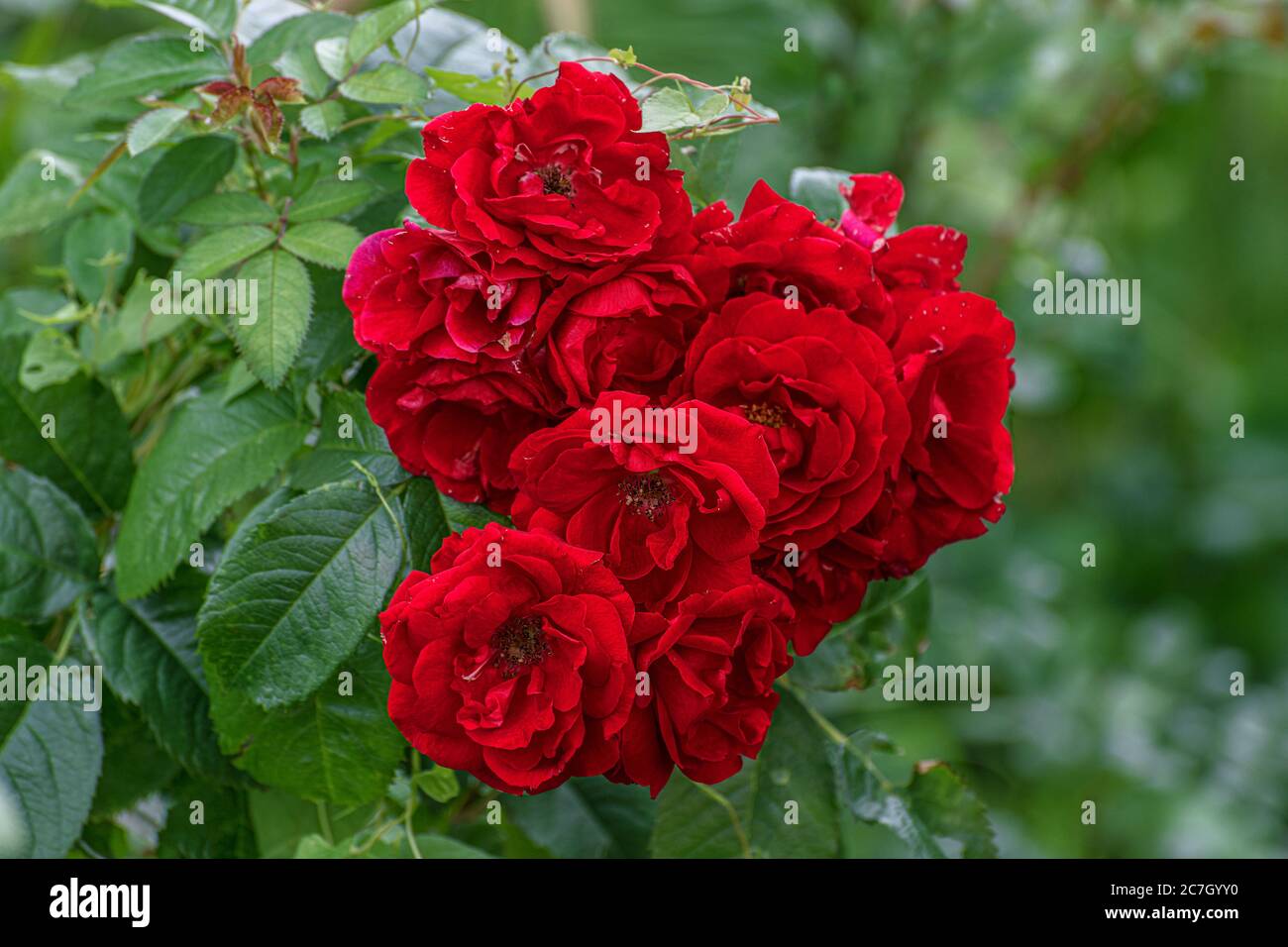 Schöne scharlachrote Bodenrosen in einem Blumenbeet Stockfoto