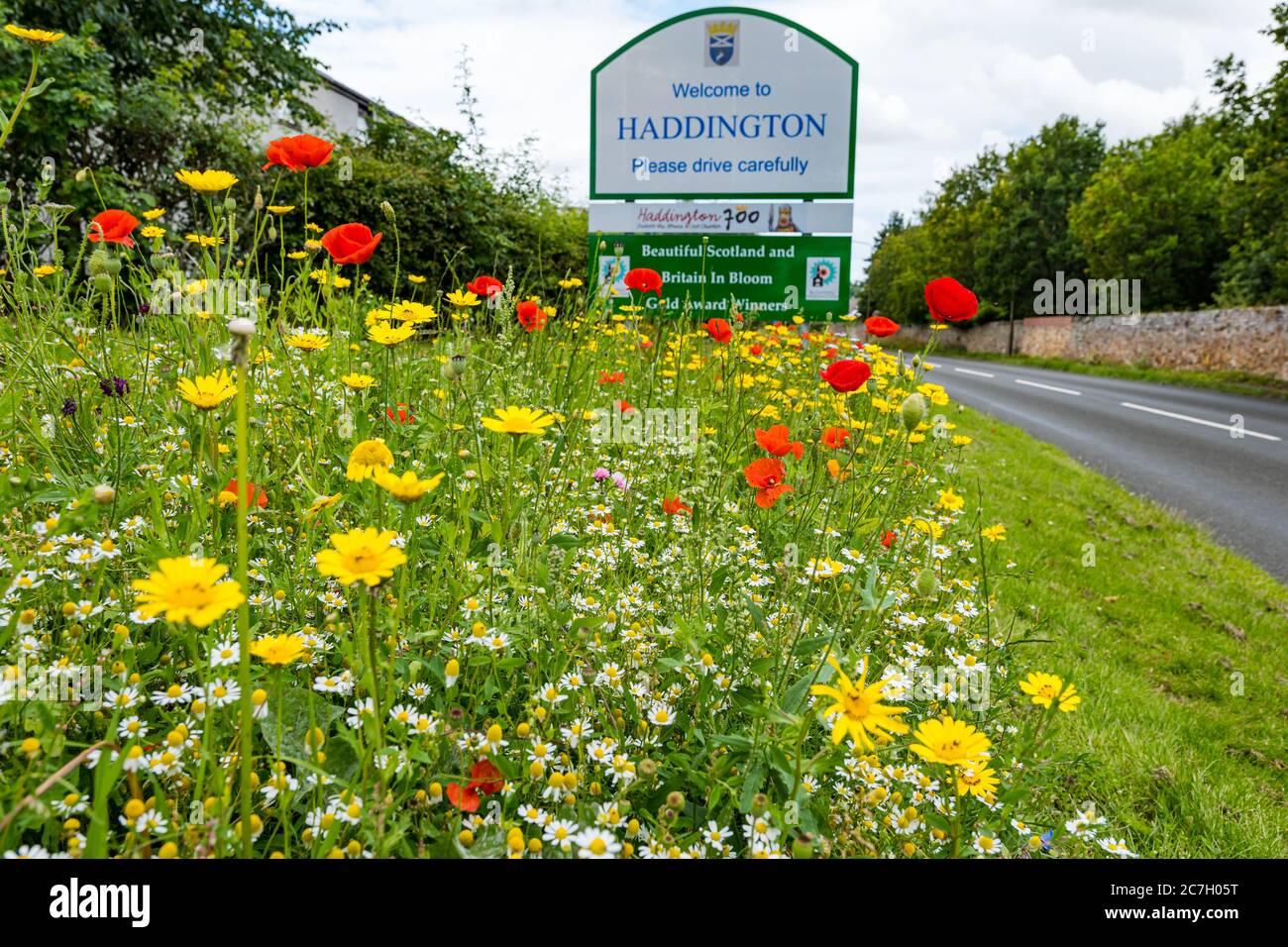 Wildblumen am Straßenrand am Ortsschild, mit Haddington-Willkommensschild, East Lothian, Schottland, Vereinigtes Königreich Stockfoto