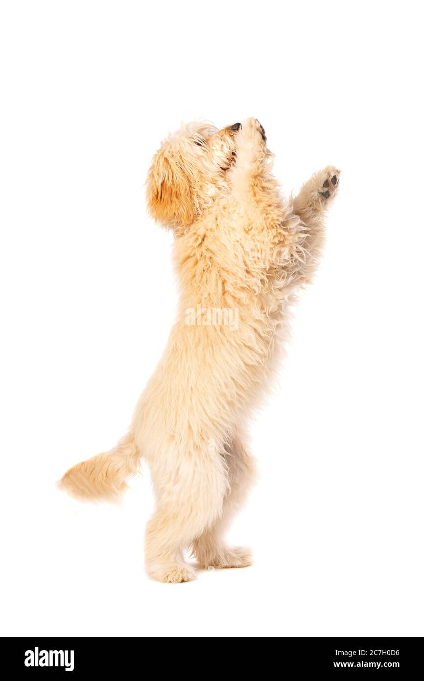 Medium Golden Doodle vor weißem Hintergrund Stockfoto