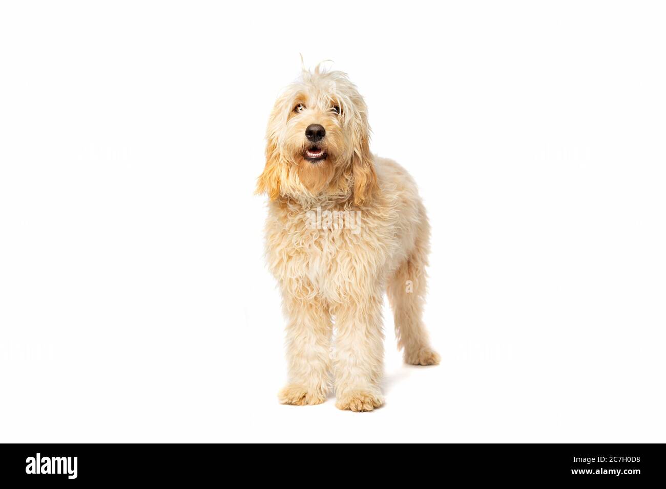 Medium Golden Doodle vor weißem Hintergrund Stockfoto