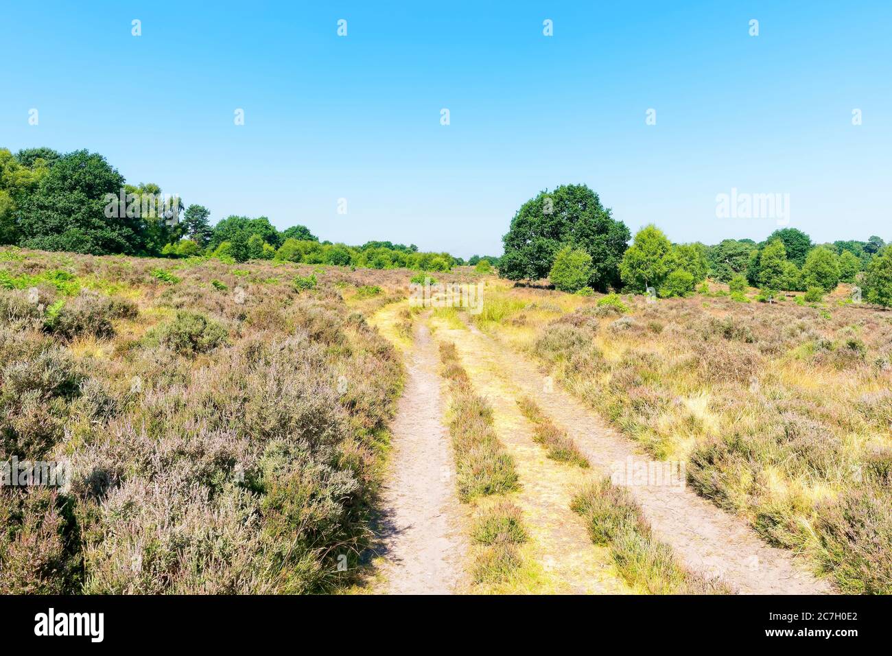 Breiter, geruttierter Weg führt zwischen üppiger Heide und Farnmoor zu weit entfernten Bäumen. Stockfoto