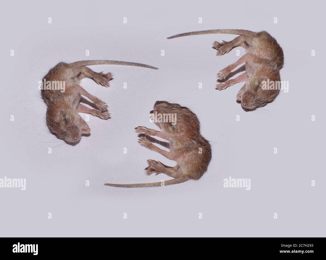 Gruppe von neugeborenen Mäusen oder Maus oder Ratte Stockfoto