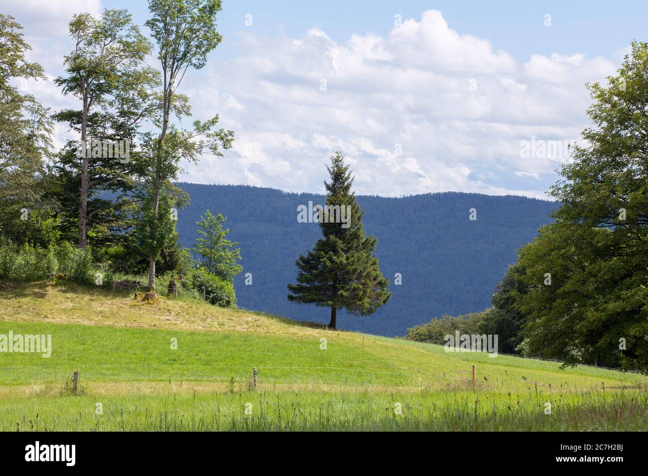 Solitude Nadelbaum auf der Wiese in den Bergen. Natur, schweizer Landschaft im Jura, Nationalpark. Naturpark Thal. Stockfoto