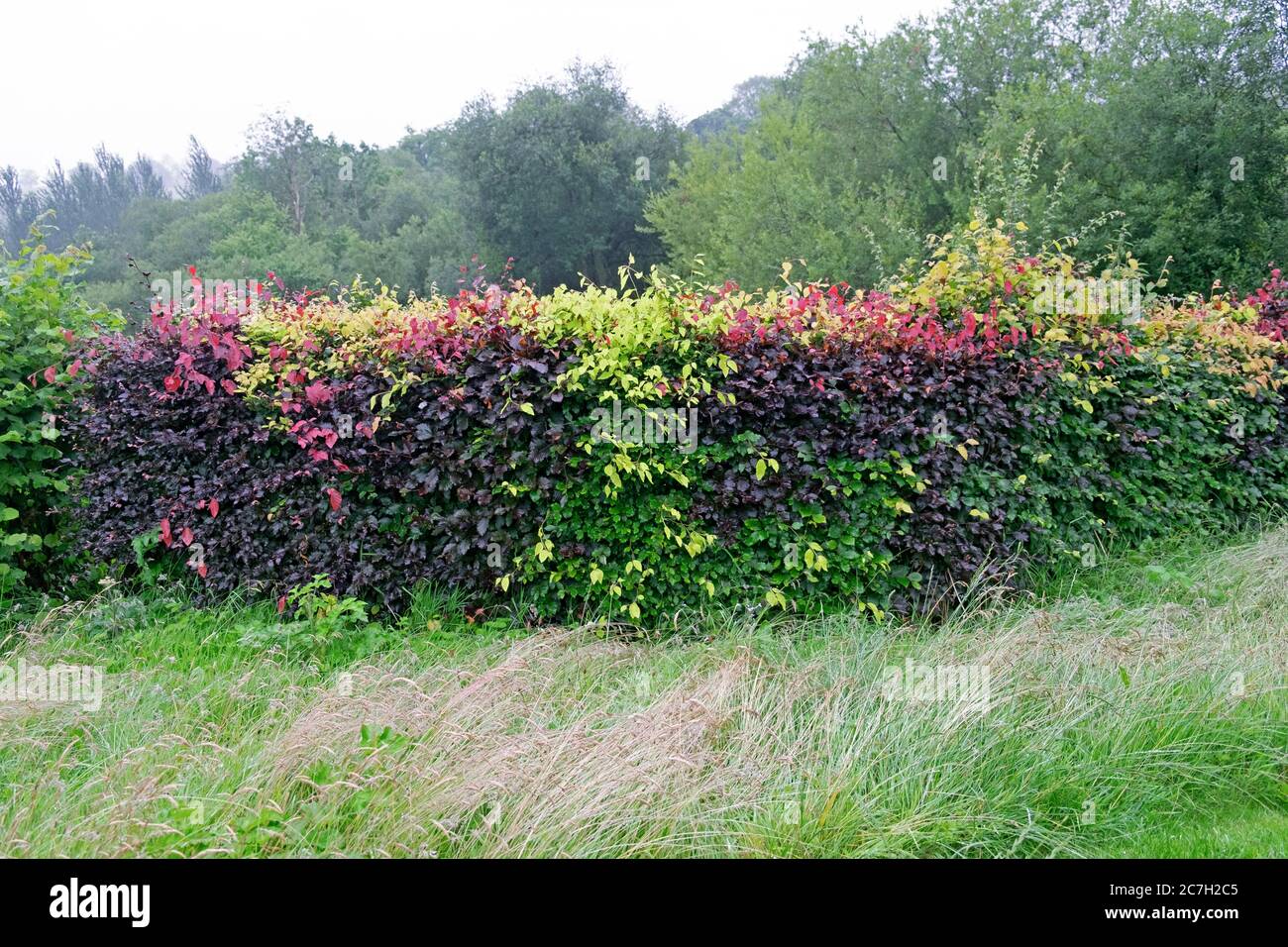 Rote und grüne Blätter einer Buchenhecke im Juli, Sommer und lange Gras der Rasen erlaubt, an einem regnerischen Tag in Carmarthenshire Wales UK KATHY DEWITT wachsen Stockfoto