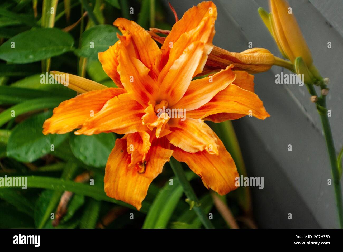 Hemerocallis Fulva Stockfoto