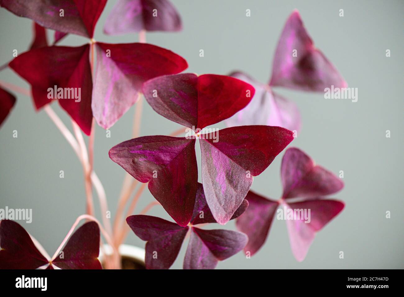 Ein Purpleaf Falschschschschamrock (Oxalis triangularis), der drinnen angebaut wird Stockfoto