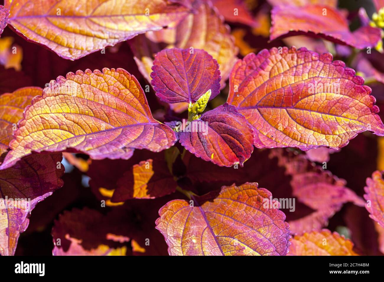 Rote Coleus scutellarioides dekorative Blätter Stockfoto