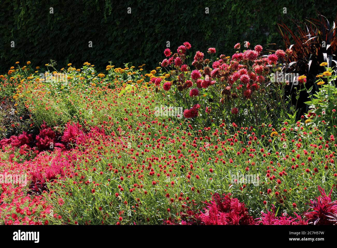 Ein großer Blumengarten, gefüllt mit rosa Dahlien, orangefarbenen Zinnien, roten Erdbeerblüten und roten Astilbe an einem sonnigen Tag in Illinois, USA Stockfoto