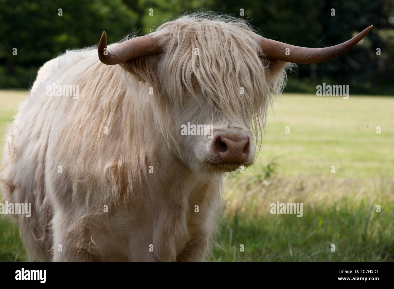 Highland Rinder, langhaarige schottische Rinder, North Highland Rinder, schottische Rinder, schottische Highland Rinder und West Highland Rinder Stockfoto