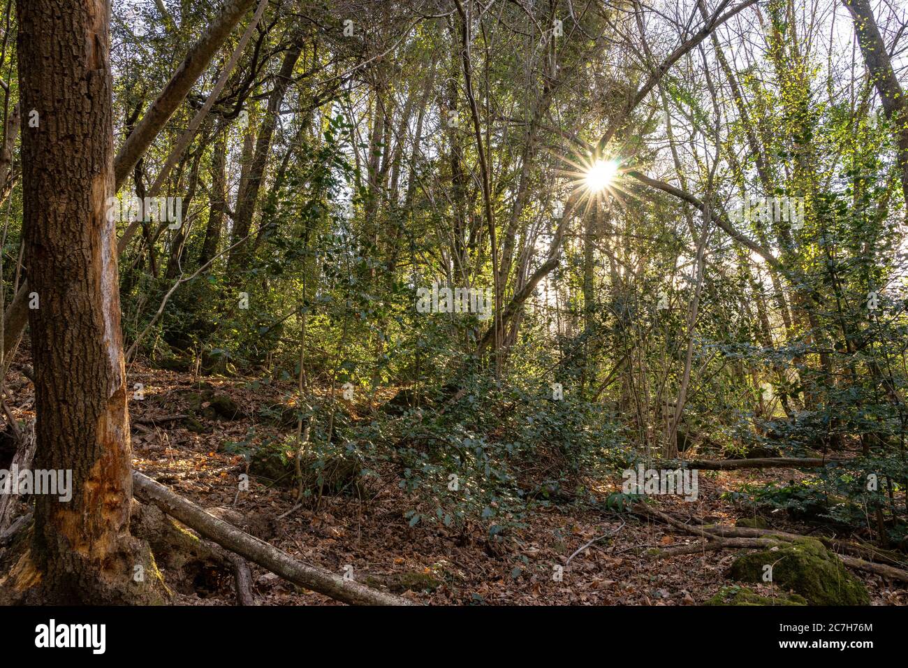 Europa, Spanien, Katalonien, Provinz Girona, Garrotxa, Olot, Sonnenstern zwischen den Bäumen im Bergwald von Olot Stockfoto