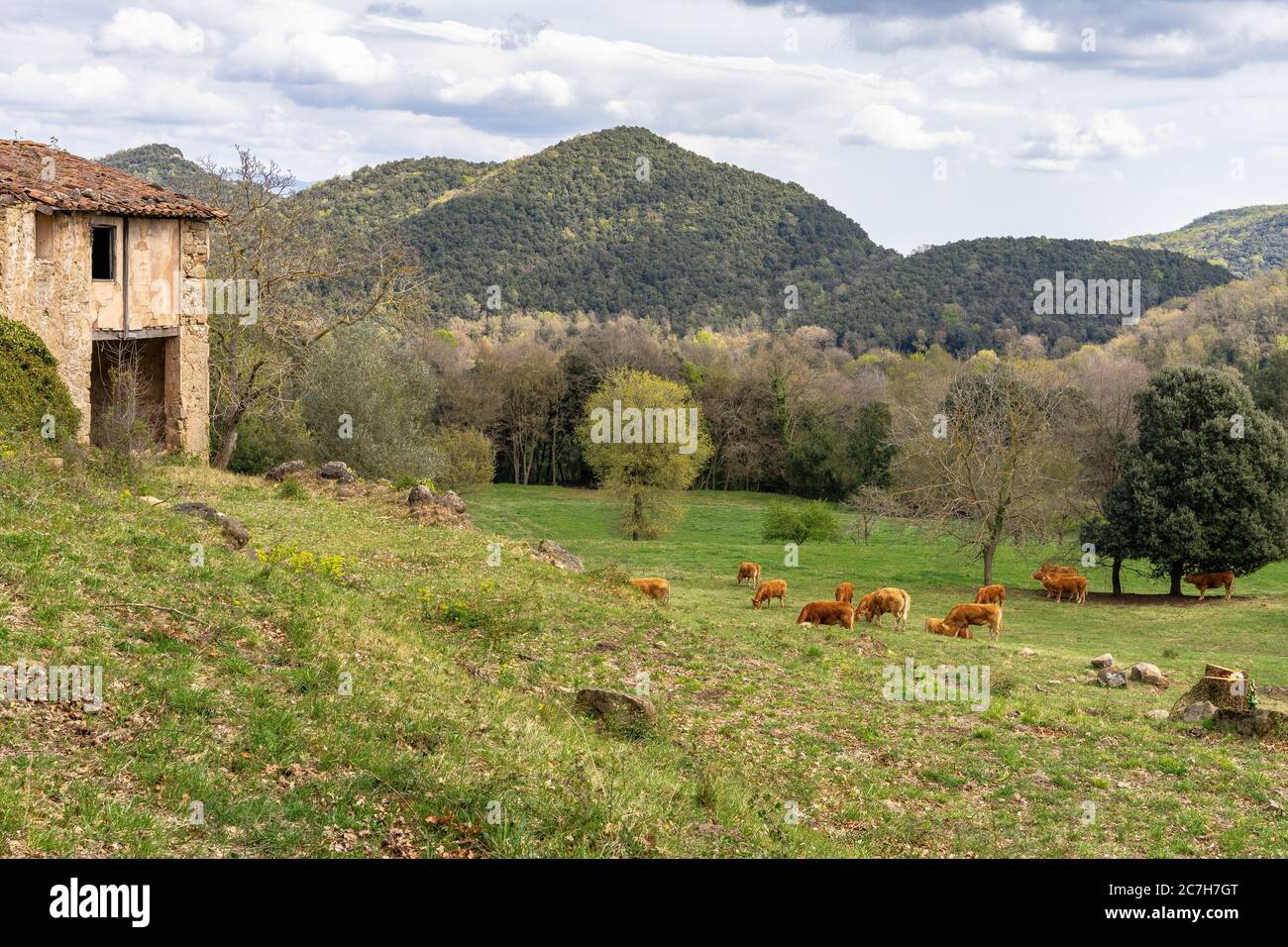 Europa, Spanien, Katalonien, Provinz Girona, Garrotxa, Santa Pau, Rentier auf einem Rentier in der hügeligen Gegend von Santa Pau Stockfoto