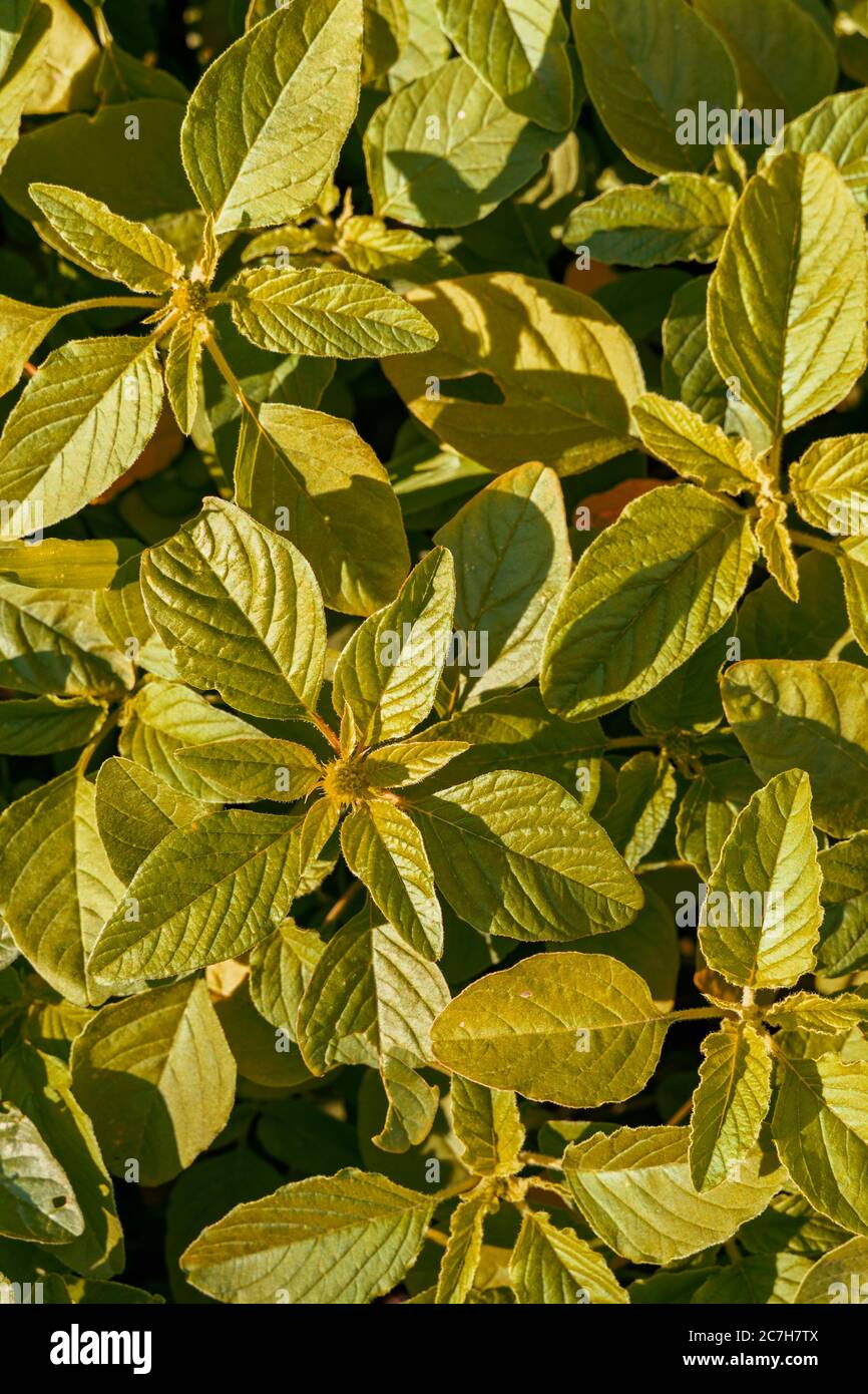 Hellgrüne Pflanzen mit großen Blättern im Sonnenlicht, Nahaufnahme, vertikales Bild Stockfoto