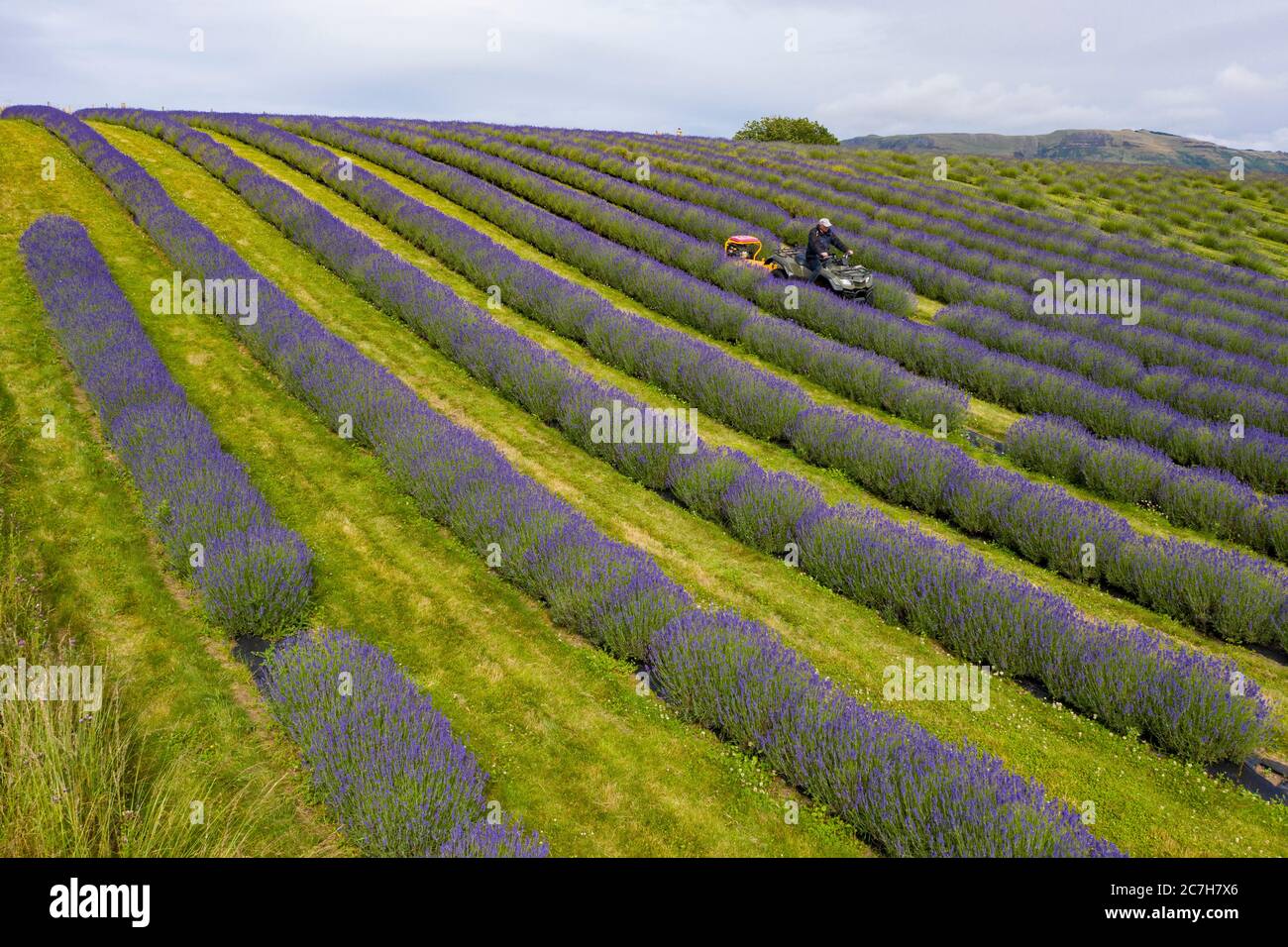 Perth & Kinross, Schottland, Großbritannien. Juli 2020. 17 Luftbilder von Lavendelreihen, die auf der Tarhill Farm bei Kinross wachsen. Die Farm ist die Heimat der schottischen Lavender Oil Company. Im Bild: Lavendelbauer Michael Irwin schneidet Gras zwischen Reihen von Folgate Lavendel. Iain Masterton/Alamy Live News Stockfoto