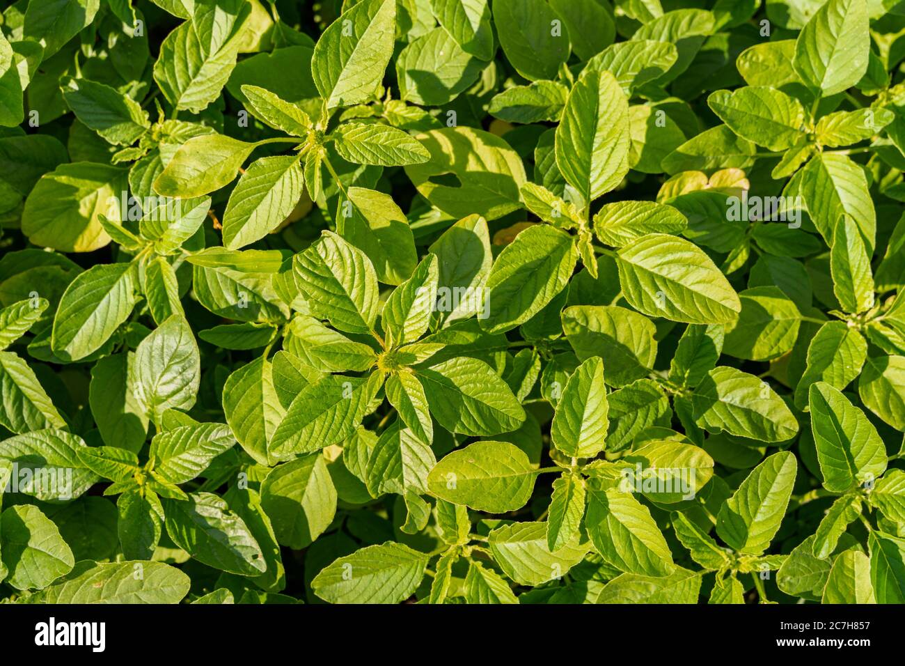 Hellgrüne Pflanzen mit großen Blättern im Sonnenlicht, Nahaufnahme, Blick von oben Stockfoto