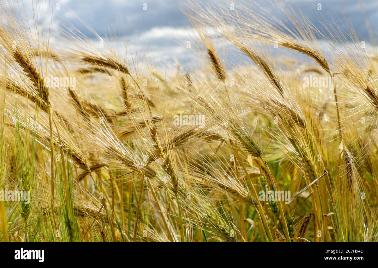 Bärtige Gerste fast den Punkt der Ernte I in einem Feld in der Nähe von Thirsk, North Yorkshire, Großbritannien Stockfoto