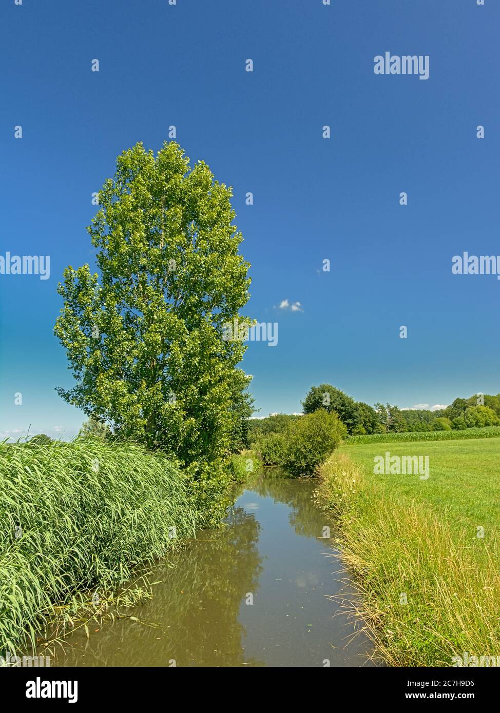 Bach durch ein sonniges grünes Feld mit Bäumen im Kalkense Meersen Naturschutzgebiet, Flandern, Belgien. Stockfoto