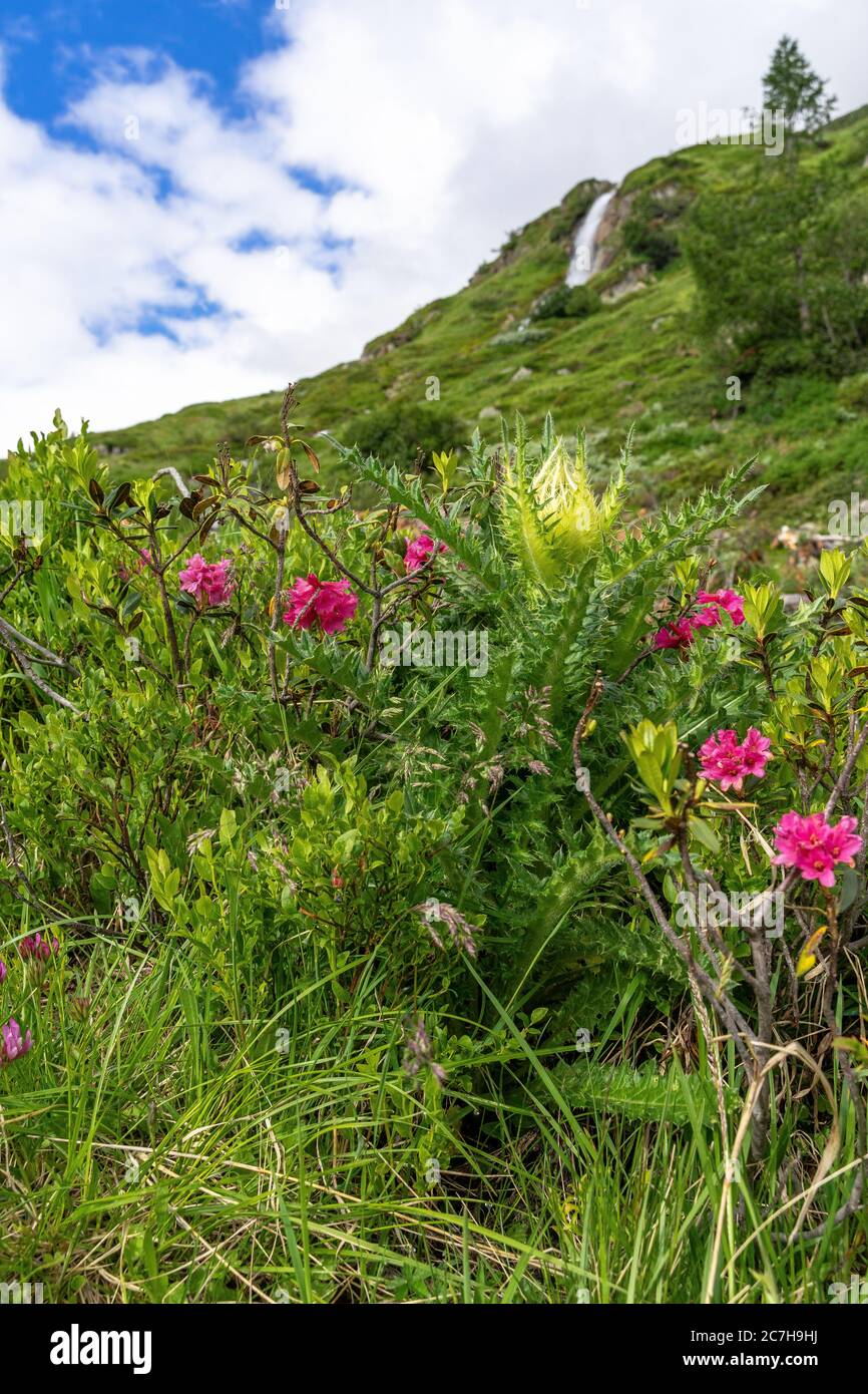 Europa, Österreich, Tirol, Ötztal Alpen, Ötztal, Obergurgl, idyllische Landschaft im Hintergrund Ötztal auf dem Weg zum Ramolhaus Stockfoto