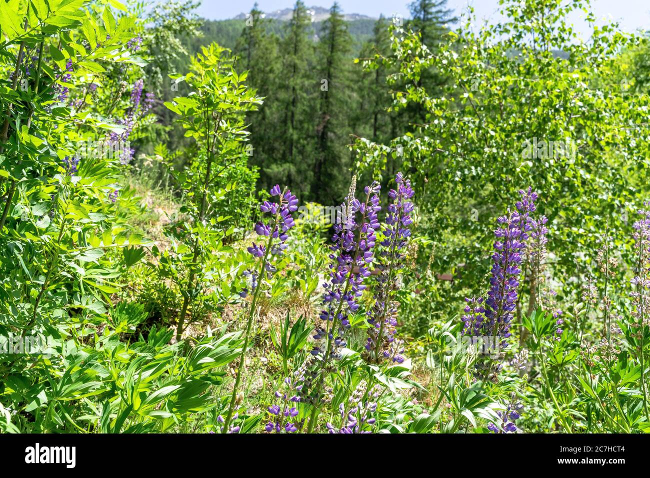 Europa, Österreich, Tirol, Ötztal Alpen, Ötztal, Alpenflora im Bergwald zwischen Niederthai und Längenfeld Stockfoto