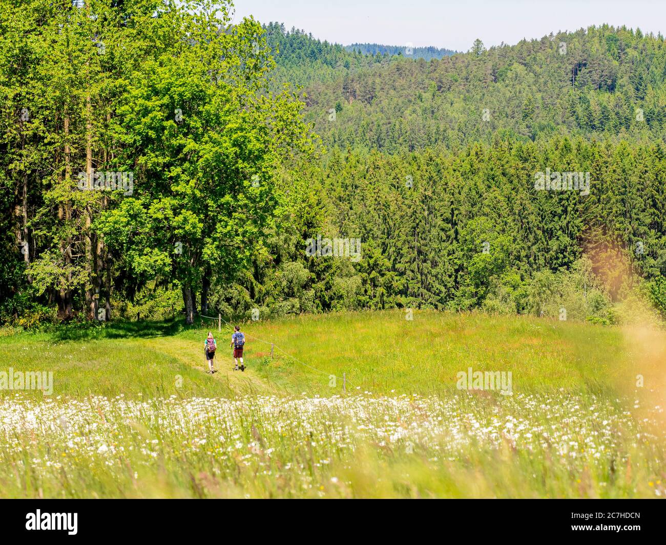 Wandern auf dem Zährersteig, Blumenwiese Pfauß Stockfoto