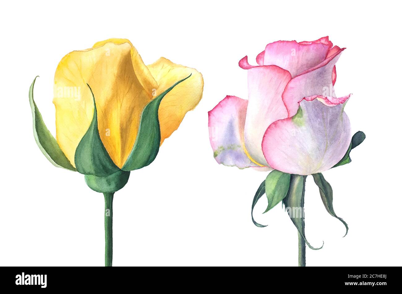 Rote und rosa Rosen vintage Aquarell Illustration Stockfoto