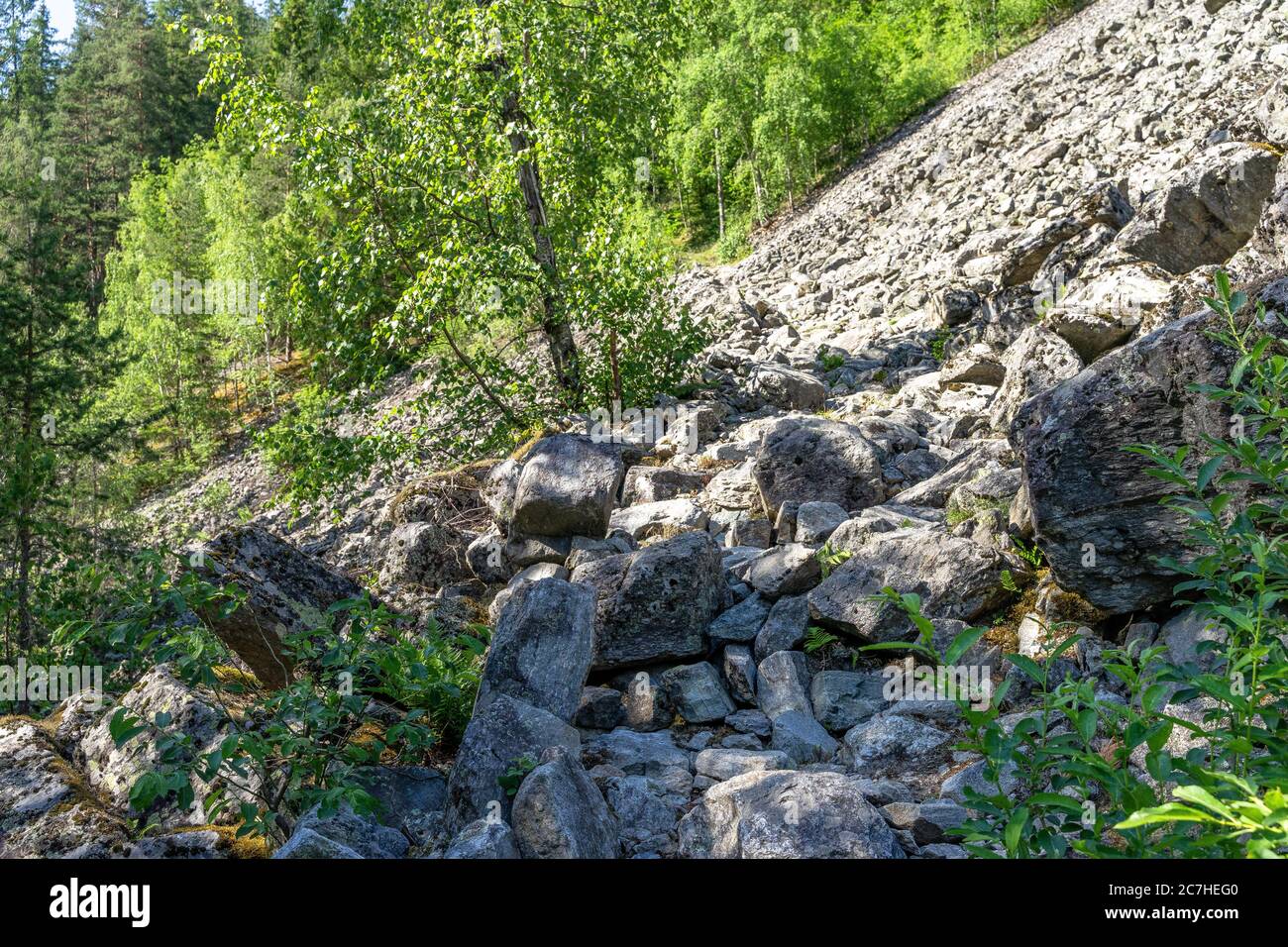 Europa, Österreich, Tirol, Ötztal Alpen, Ötztal, fallender Felsen am Hang in einem Bergwald Stockfoto