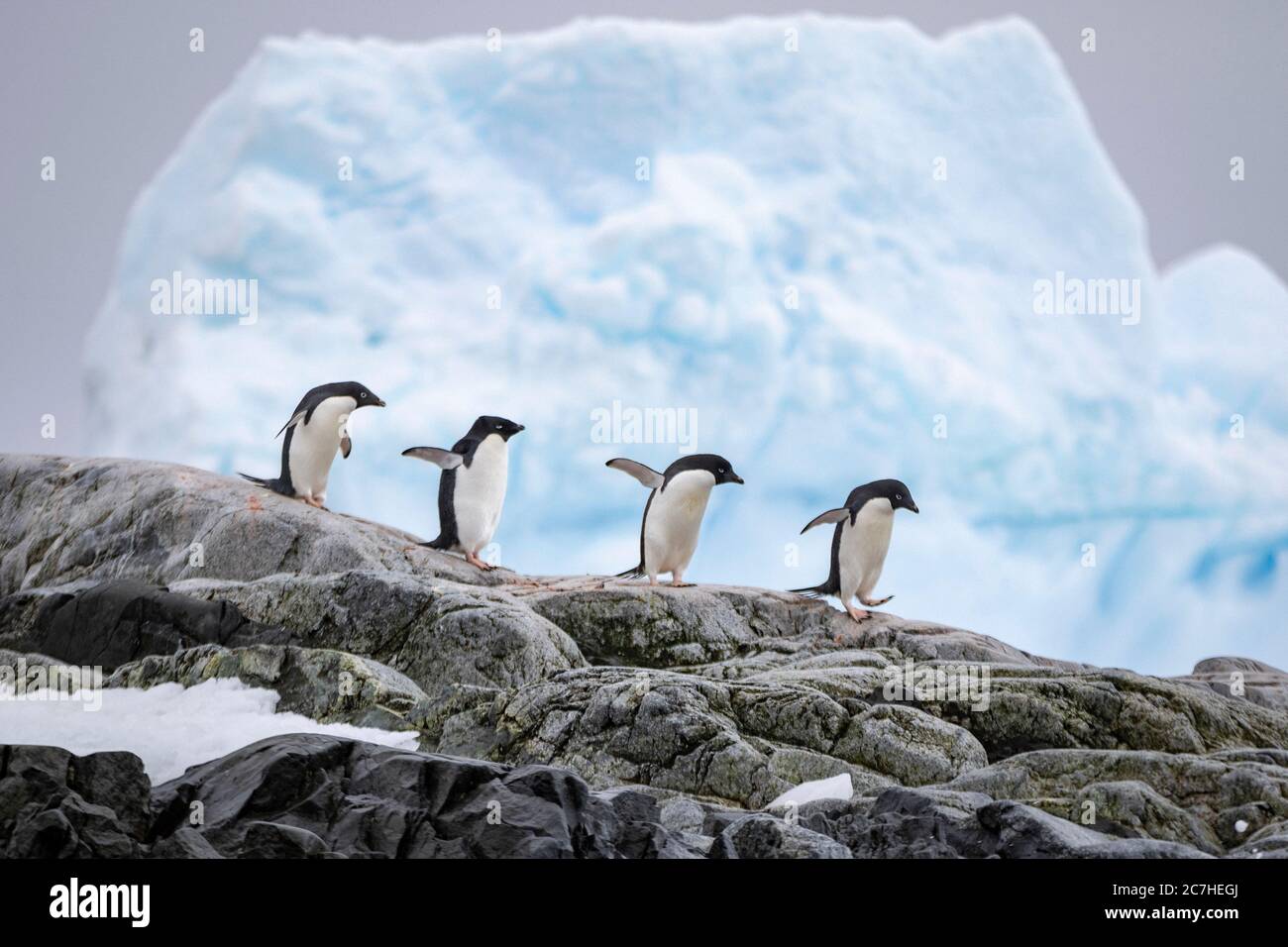 Watscheln zum Ufer; gezackter Eisberg im Hintergrund; gleichmäßig verteilte Pinguine, Einheitlichkeit; kollektives Verhalten; Sicherheit in Zahlen; glatter roc Stockfoto
