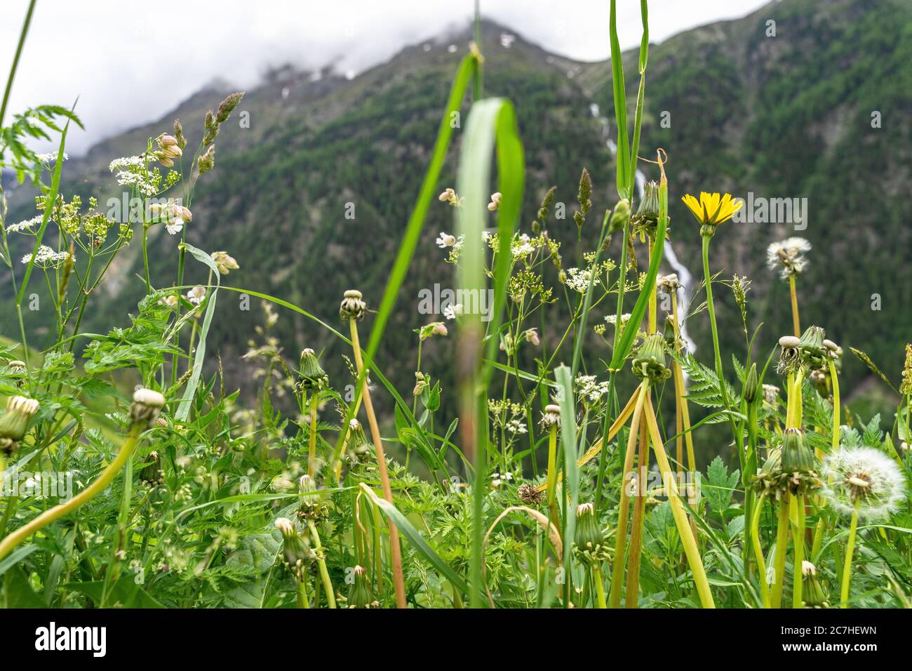 Europa, Österreich, Tirol, Ötztal Alpen, Ötztal, Bergwiese im Ötztal an einem bewölkten Tag Stockfoto
