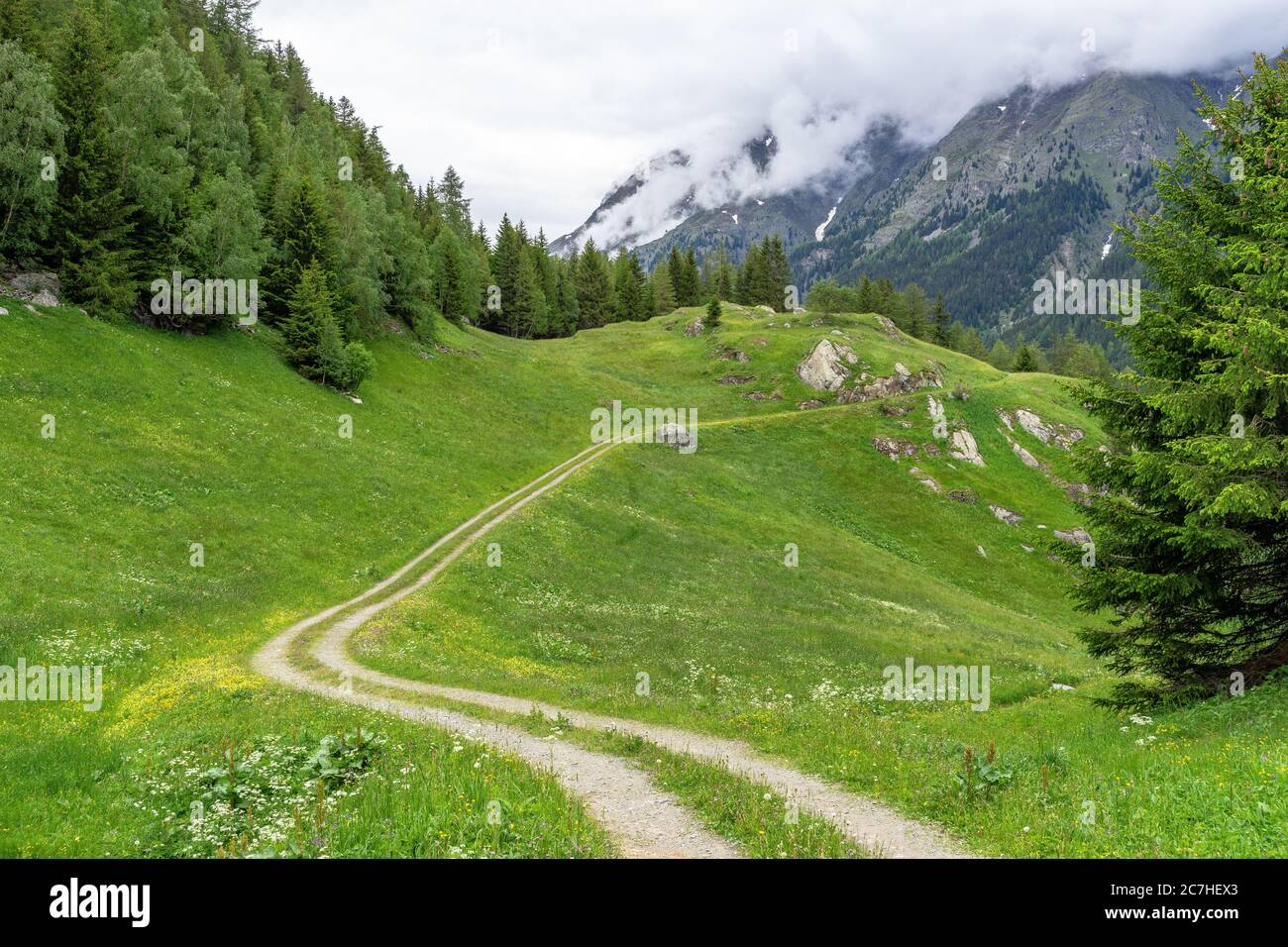 Europa, Österreich, Tirol, Ötztal Alpen, Ötztal, Wanderweg durch eine Bergwiese beim Berggasthof Hochwald im Ötztal Stockfoto