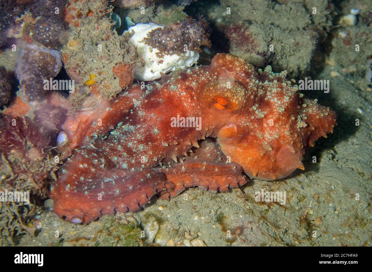 Starry Night Octopus, Callistocrake luteus, Nachttauchgang, Tasi Tolu