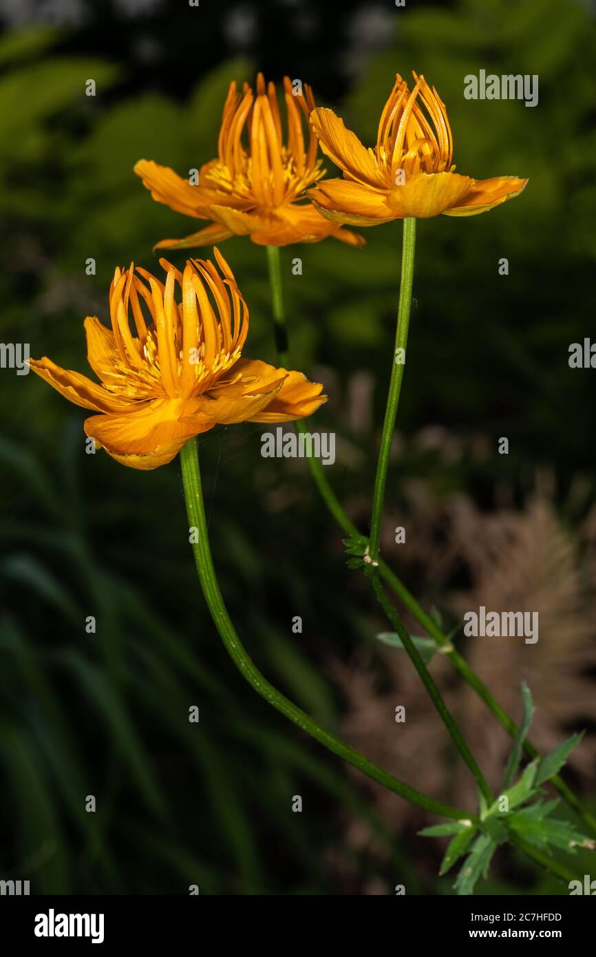 Blumen der chinesischen Globeflower (Trollius chinensis) Stockfoto