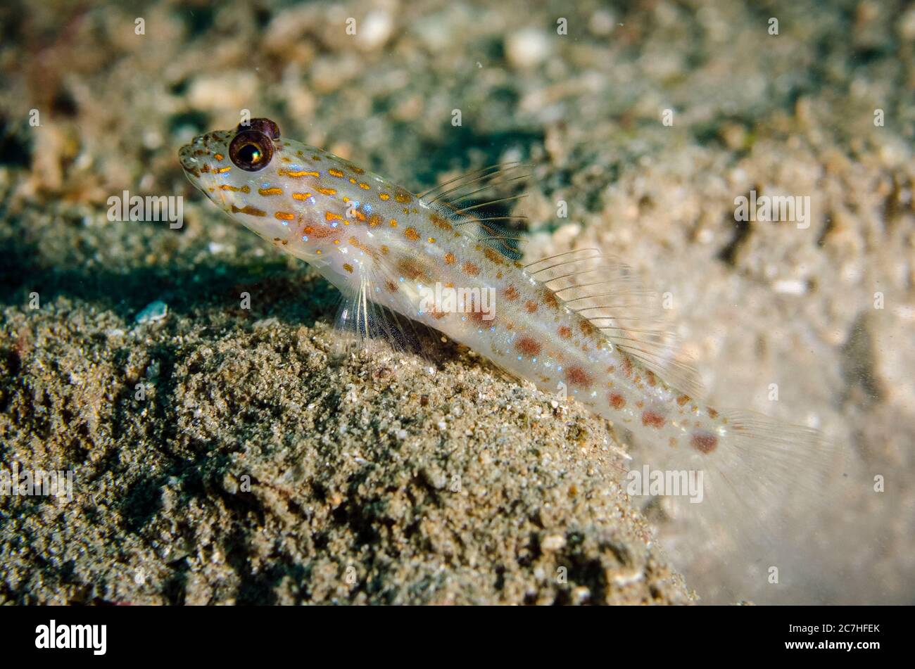 Goldgestreift Shrimpgoby, Ctenogobiops aurocingulus, auf Sand, Dili Rock East Tauchplatz, Dili, Osttimor Stockfoto