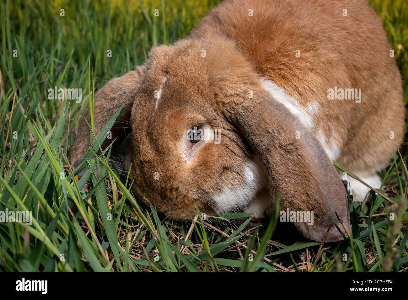 Ein französisches Lop-Kaninchen sitzt auf dem grünen Gras. Kleiner, flauschiger, brauner Haushase mit großen Ohren. Stockfoto