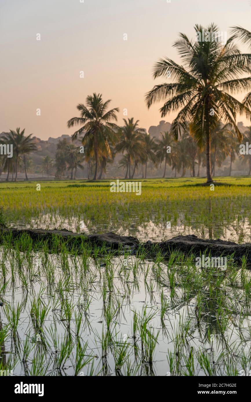 Reisfeld mit Kokospalmen bei Sonnenaufgang Stockfoto