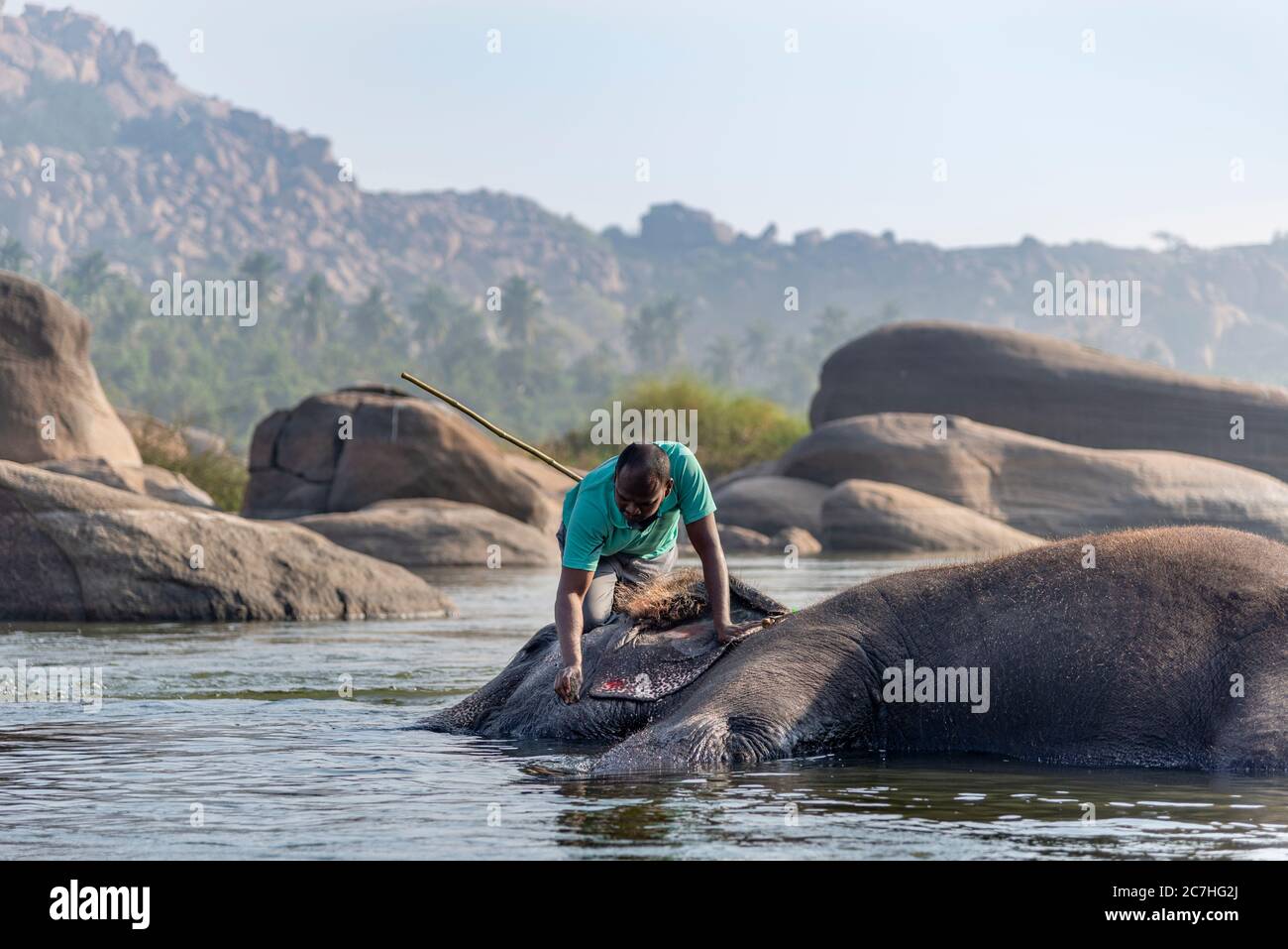 Männliche Pfarbeiter wäscht Tempelelefanten im Fluss Stockfoto