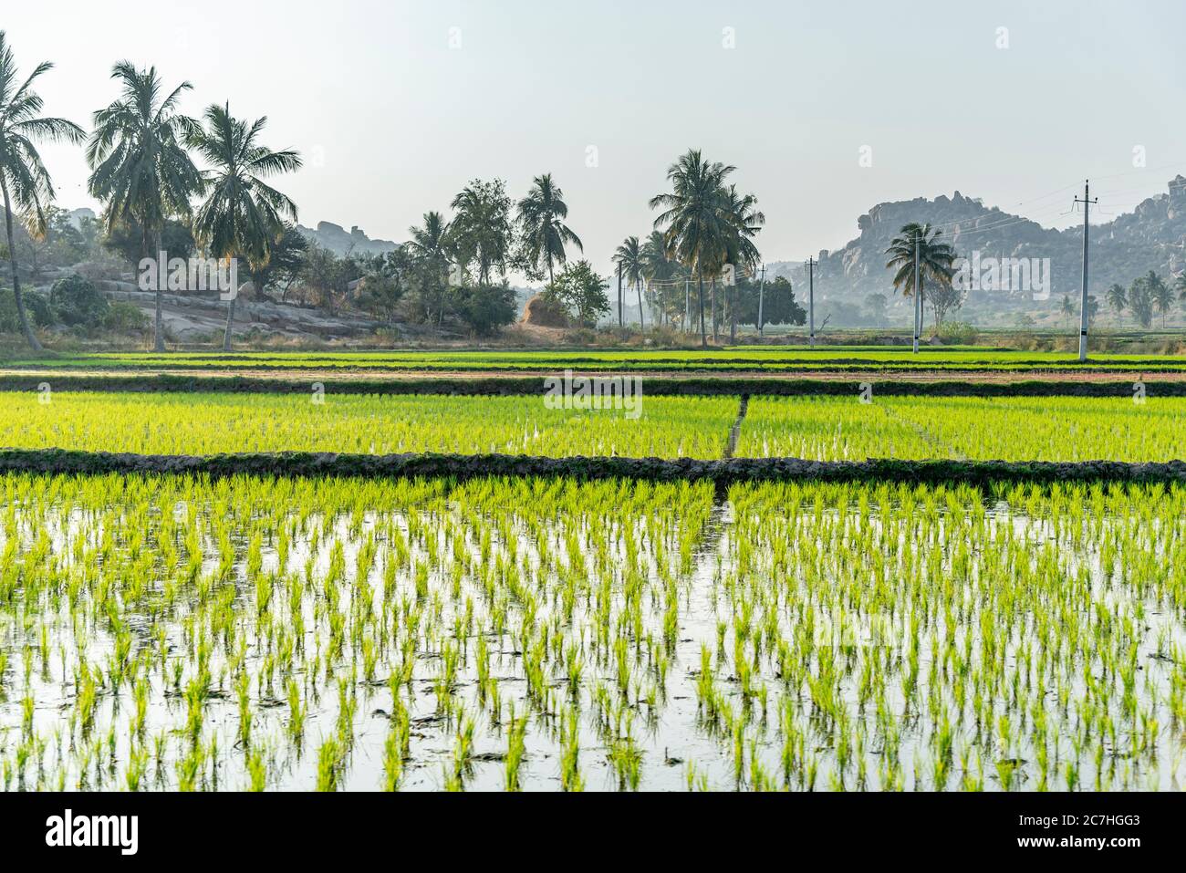 Paddy Feld mit Kokospalmen im Hintergrund Stockfoto