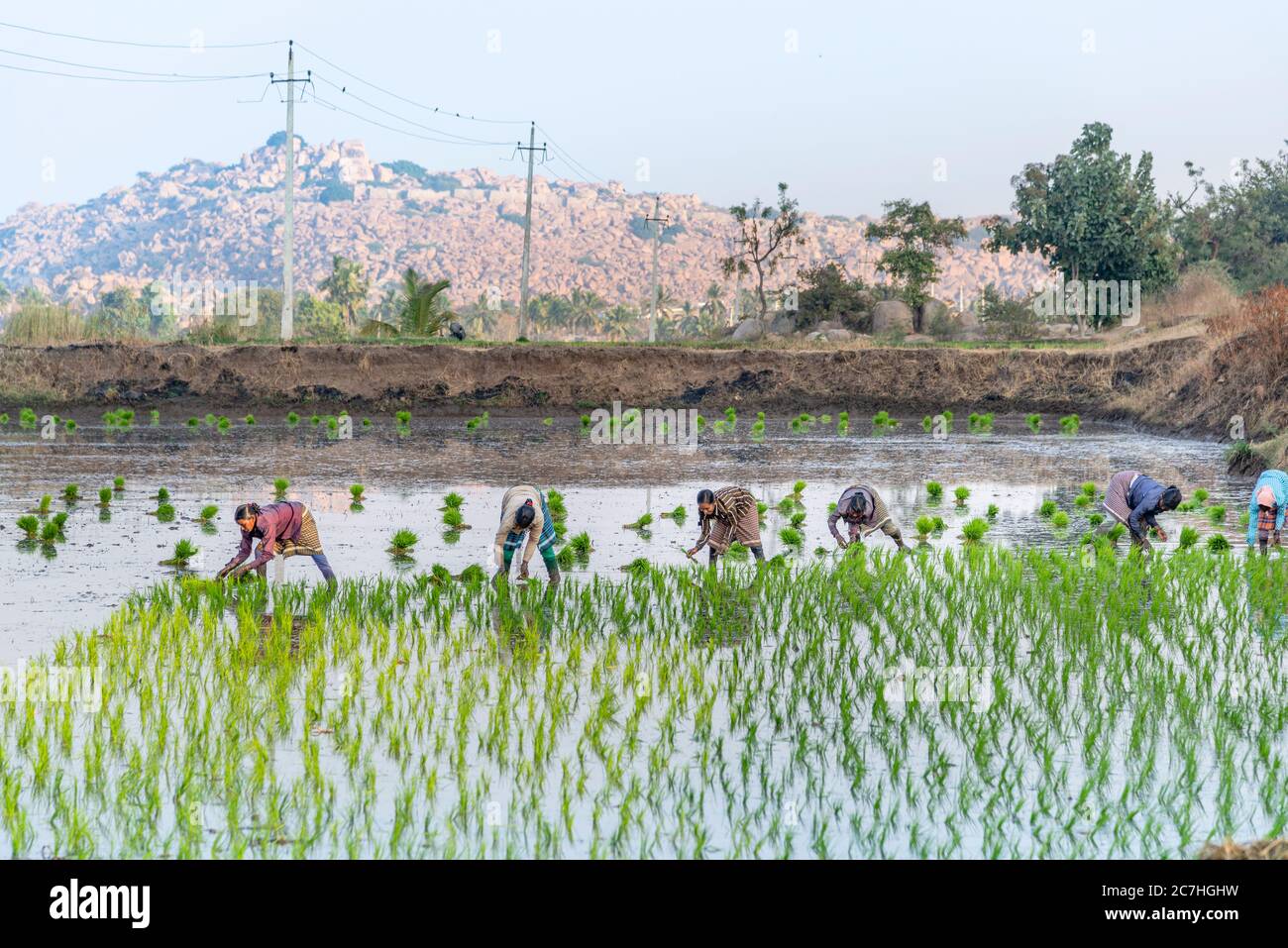 Indische Feldarbeiterinnen arbeiten zusammen auf Reisfeld Stockfoto