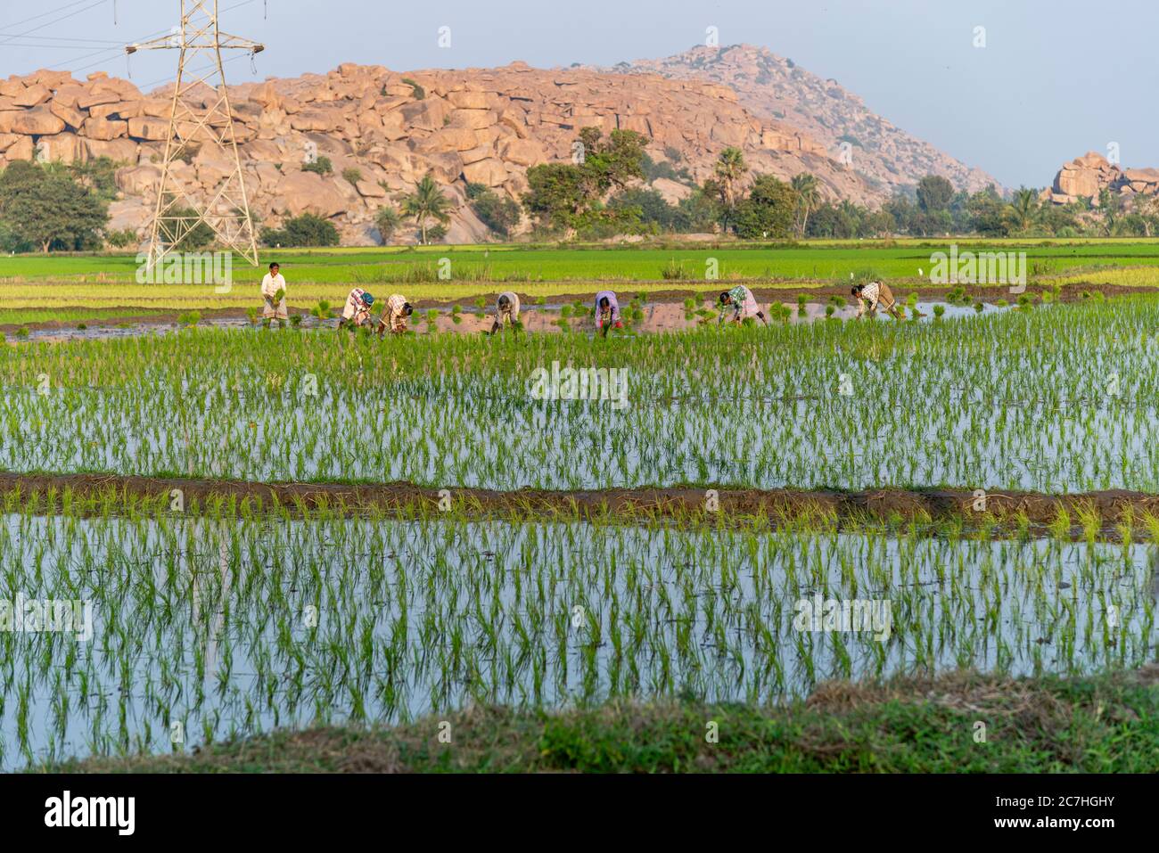 Indische Feldarbeiterinnen arbeiten zusammen auf Reisfeld Stockfoto