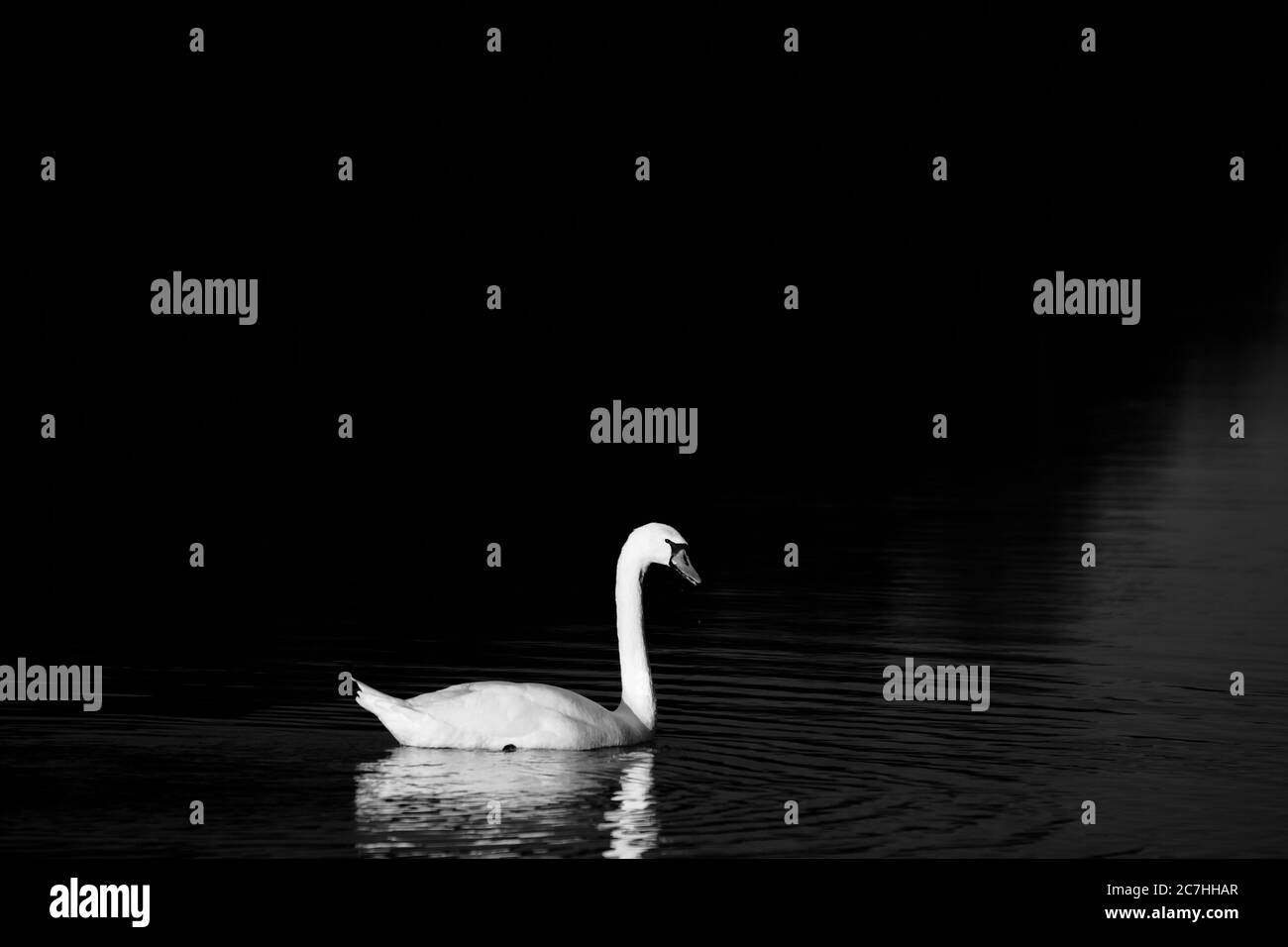 Grauer Schuß eines schönen Schwans, der auf einem schwimmt see Stockfoto