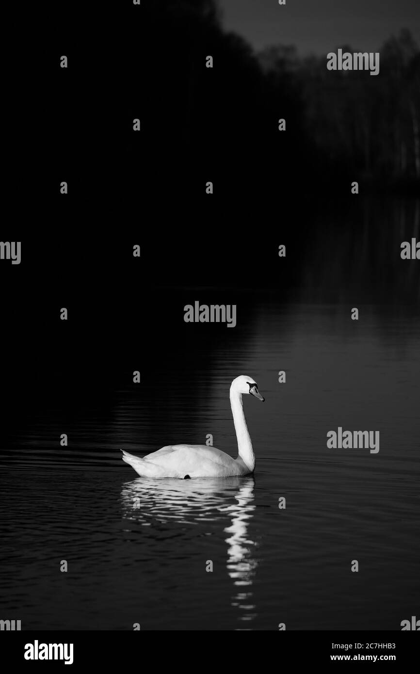 Vertikale graue Skala Aufnahme eines schönen Schwans schwimmen auf Ein See Stockfoto