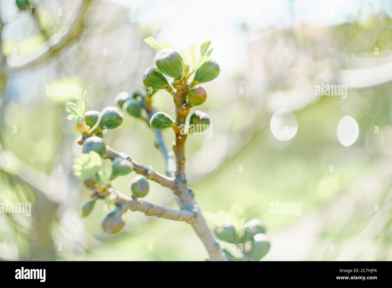 Viele junge Feigen auf dem Frühlingsbaum, blühende Blätter. Stockfoto