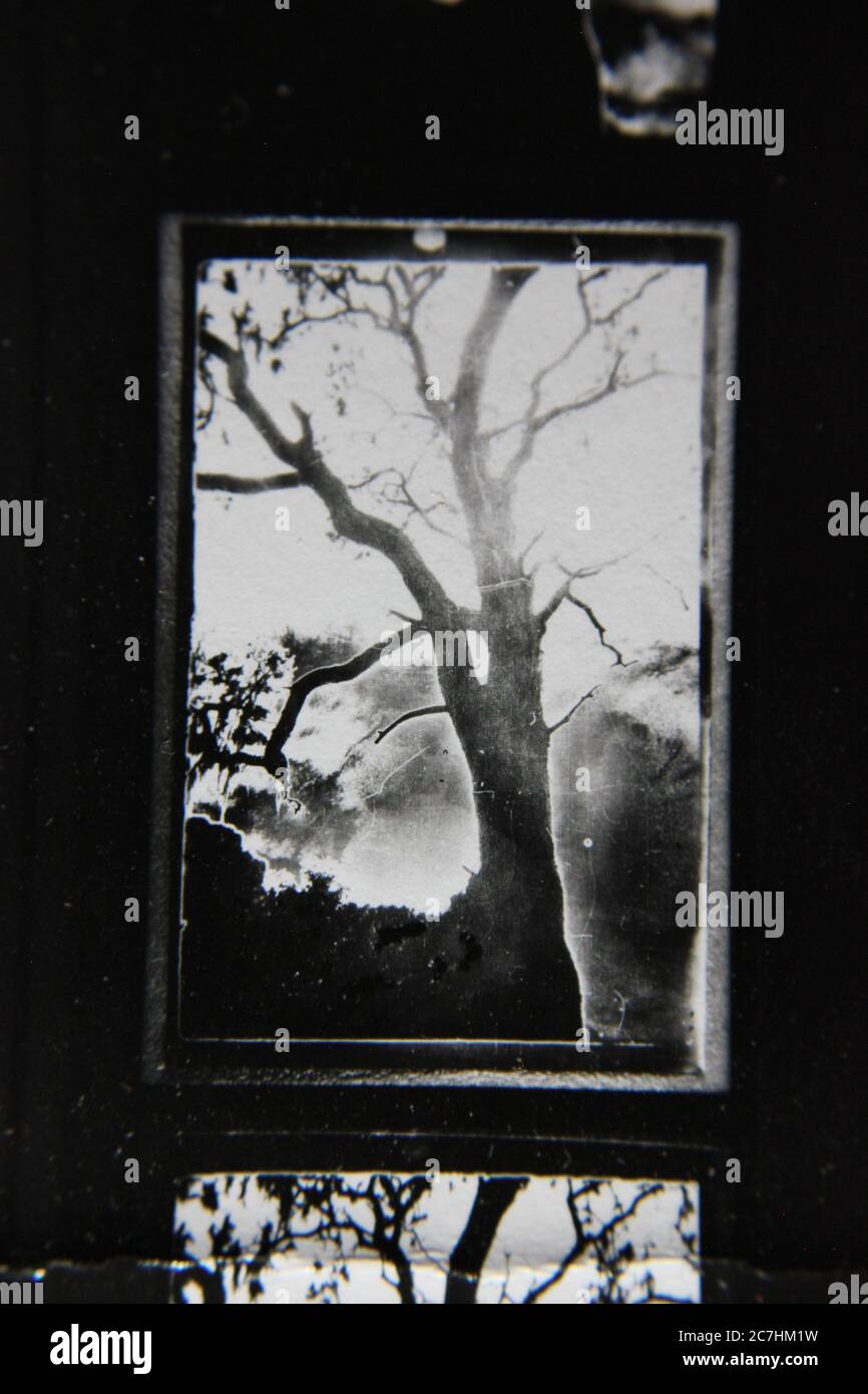 Feine 70er Jahre Vintage Kontaktdruck schwarz-weiß Fotografie eines wilden und heimtsuchenden Baumes, der in den geisterhaften Wäldern wächst. Stockfoto