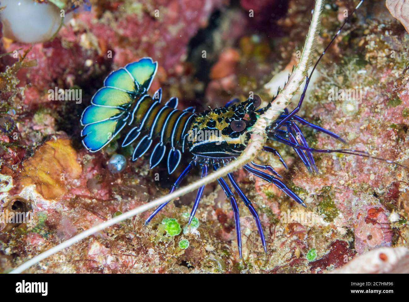 Juvenile Painted Spiny Hummer, Panulirus versicolor, Hukurilla Tauchplatz, in der Nähe von Ambon, Maluku, Indonesien, Banda Meer, Pazifischer Ozean Stockfoto