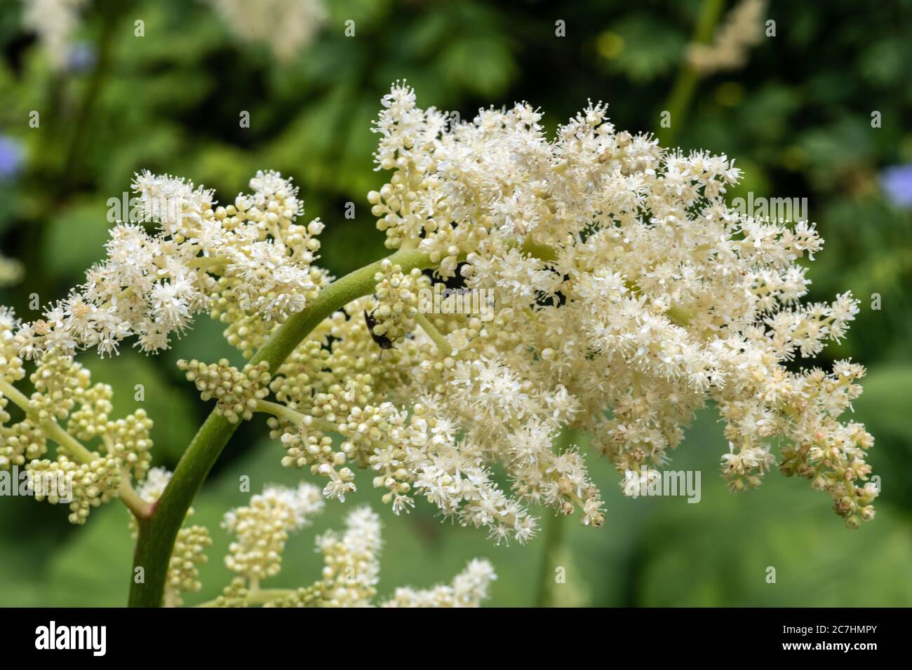 Nahaufnahme von Rogers Blume (Astylboides tabularis) Stockfoto
