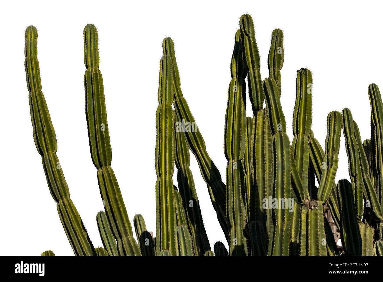 Cactuses in Arizona, USA, isoliert Stockfoto