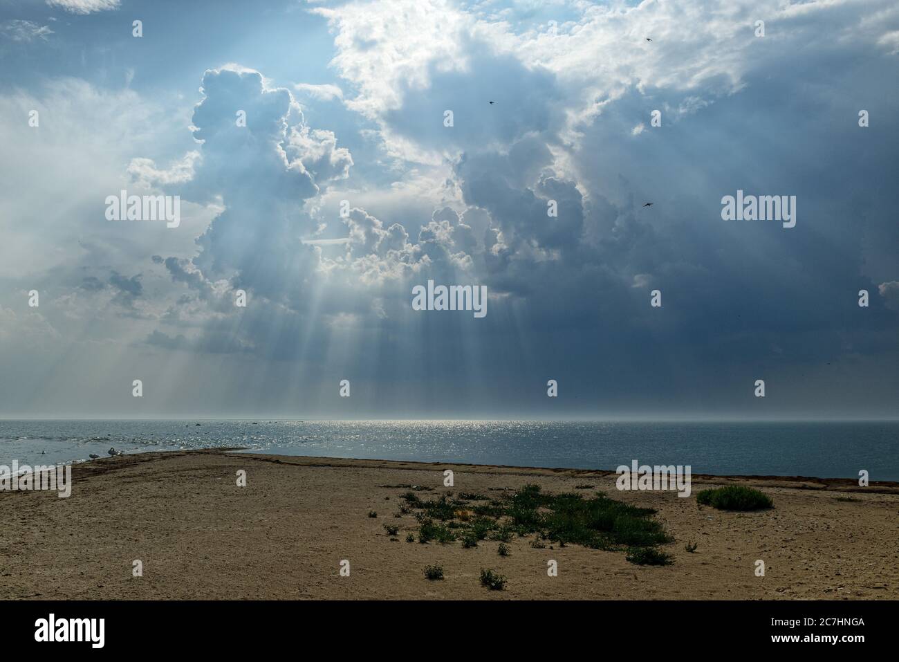 Strand, Sandstrand, Weite, Baum, stürmische Stimmung, stürmischer Himmel, regnerischer Himmel, Sommer, Küste, Ostsee, Weite Stockfoto