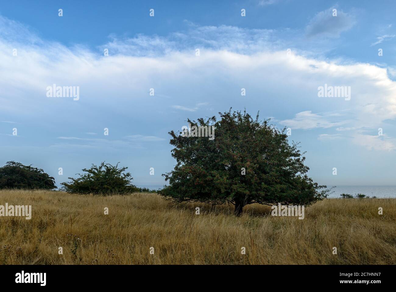 Weide, Weide, Weite, Bäume, Spuren der Fütterung, Regenhimmel, Sommer, Küste, Weite Stockfoto