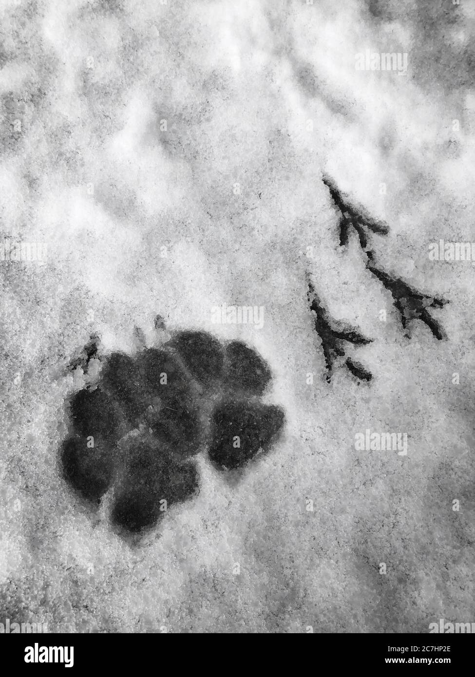 Tierspuren im Schnee, Hund, Vogel, harmonische Koexistenz Stockfoto